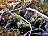 MOSSY ROOTS IN THE LAKE