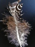 FALLEN FEATHERS