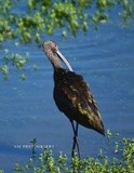 White faced Ibis 