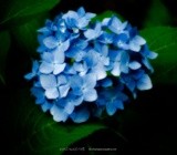 Blue Hydrangeas P8515