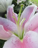 Pink Lily