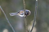 boreal chickadee FB DSC3881