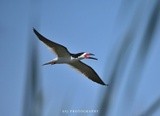 Black Skimmer 