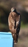 Red tailed Hawk 