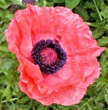 Red Poppy