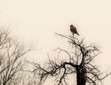 Foggy Day Kestrel