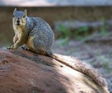 startled squirrel