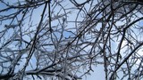 'ICE BRANCHES 2