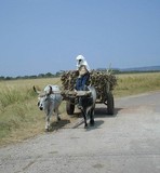 Panama Oxcart