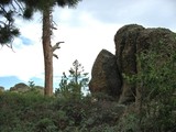 Rock and Tree