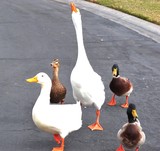Geese and Duck