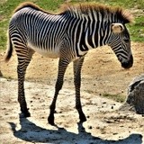 A DAY AT THE ZOO : ZEBRA .
