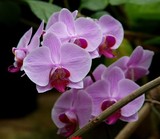 Lovely Orchids