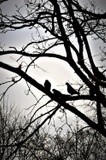 SILHOUETTED PIGEONS ..