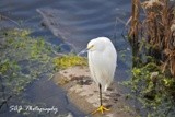 Snowy Egret 