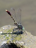 Jade Clubtail (Arigomphus submedianus)