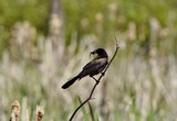  DSC0318 grackle with frog