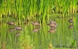 Long billed Dowitchers