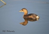 Pie billed Grebe 