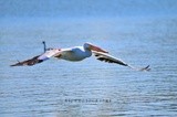 American White Pelican