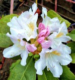 White Rhododendron 1