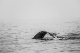 Humpback Whale Tail P0492