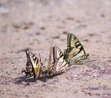 Eastern Tiger Swallowtails P5546