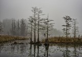 Okefenokee fog