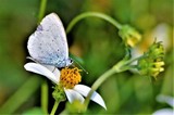 HOLLY BLUE BUTTERFLY ...