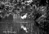 Snowy Egret