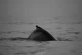 Mother Humpback, dorsal, P0525