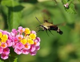 Snowberry Clearwing 058