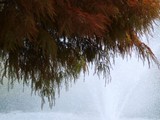 Cypress Fountain
