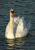 one fine swan