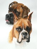 Boxer Pair