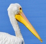 American White Pelican