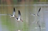 Black Skimmers