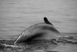 Mother Humpback, dorsal, P0551