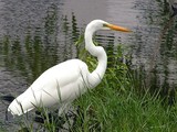 Great Egret Wading