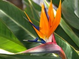 Bird of Paradise 473