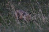 Vixen feeds the babies