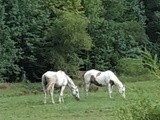 Horses of a pair