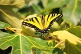 Swallowtail 