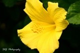 Yellow Hibiscus 