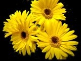 Hot Yellow Daisy 