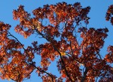 Luminous Oak