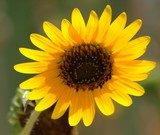 Sunny Flower