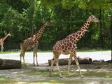 Giraffes