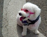 Yes I'm Cool in my Pink Shades