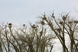 The Blue Heron Rookery is open for business